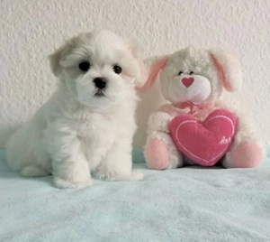 Puiuti adorabili de bichon maltese mini toy ! - imagine 4