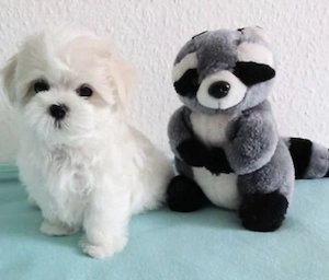 Puiuti adorabili de bichon maltese mini toy ! - imagine 2
