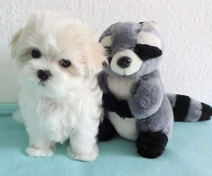 Puiuti adorabili de bichon maltese mini toy !