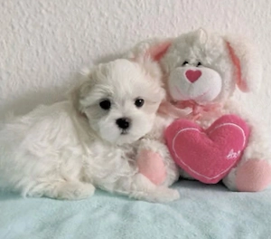 Puiuti adorabili de bichon maltese mini toy ! - imagine 3