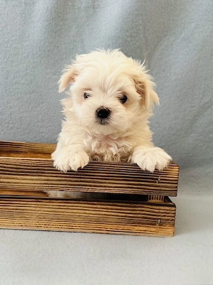  Puiuti superbi de Bichon Maltez Mini Toy  - imagine 3