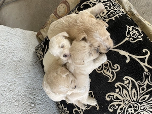 Bichon maltese talie mica