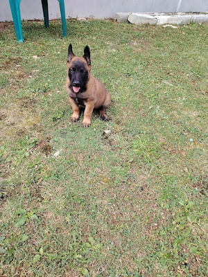 Câini ciobănești belgieni Malinois