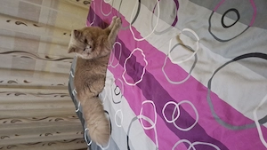 British Longhair Liliac - imagine 4