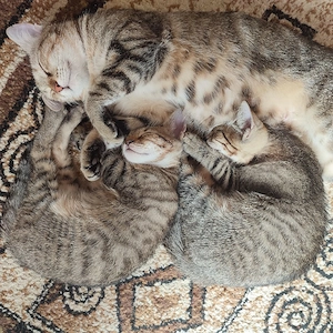 2 Motanei pentru adopție 