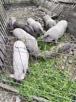 De vânzare,porci vietnamezi !