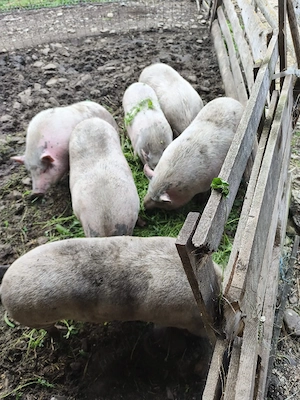 De vânzare,porci vietnamezi ! - imagine 2