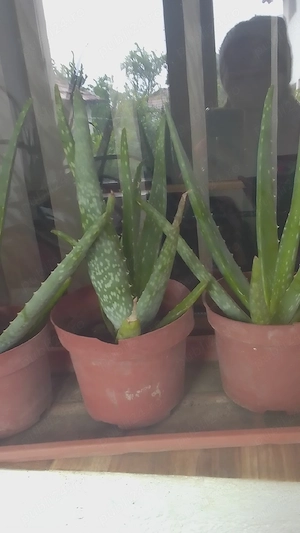 Vind aloe vera medicinal