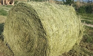 Baloti de lucerna de calitate uscati si bine presati