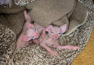 pisică sphynx (sfinx)  - imagine 4