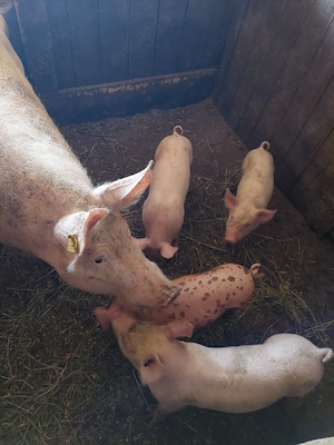 porci de vanzare
