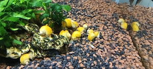 Pesti xipho si melci pomacea - imagine 2