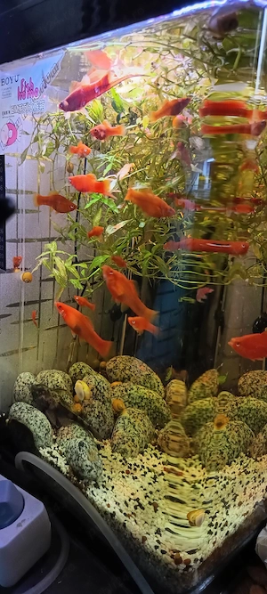 Pesti xipho si melci pomacea - imagine 4
