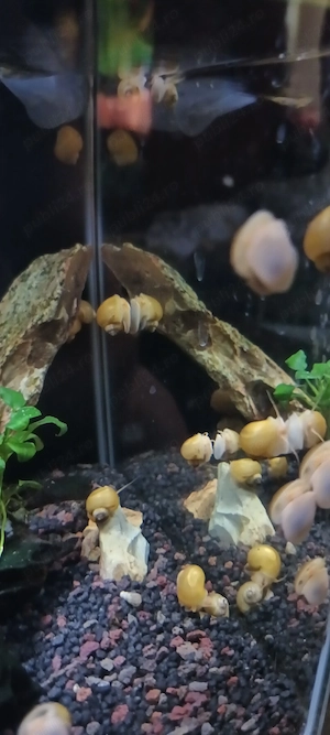 Pesti xipho si melci pomacea - imagine 3