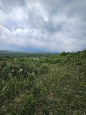 Vand teren Intravilan Padureni, Com. Chinteni , 2900 mp - imagine 2