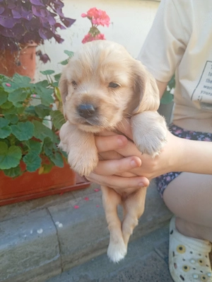 Pui de Cocker Spaniol cauta case iubitoare 