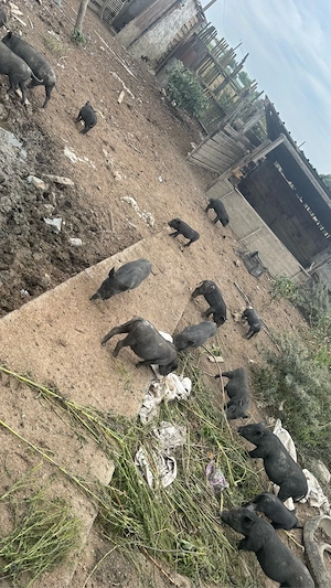 vand purcei vetnamezi - imagine 5