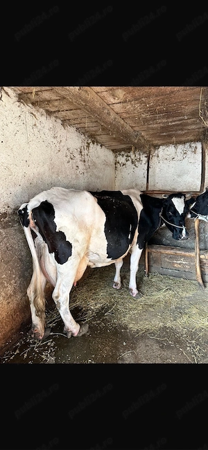 Vand o vaca si o vitea de Holstein Friză - imagine 3
