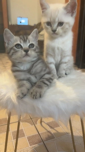 Puiuți british short hair 