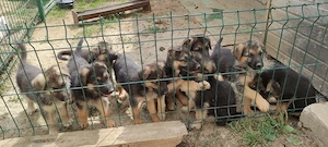 Vand pui Ciobănesc german
