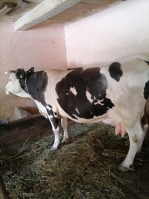 Vând vaca  are 8 ani cu vițel de săptămâni 