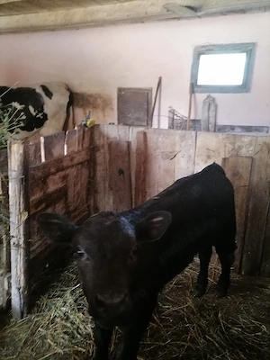 Vând vaca  are 8 ani cu vițel de săptămâni  - imagine 2