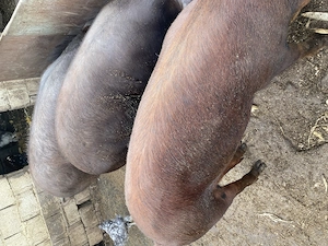 Porci de vânzare 140-160kg - imagine 3