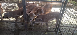 vind porci 40 50 60 kile 