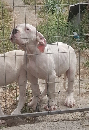 disponibil dog argentinian mascul