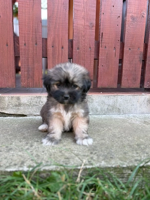 bichon havanez metis  - imagine 3