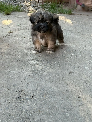 bichon havanez metis  - imagine 5