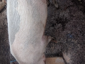 Vind porc ,in greutate de 150kg - imagine 2