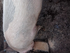 Vind porc ,in greutate de 150kg - imagine 3