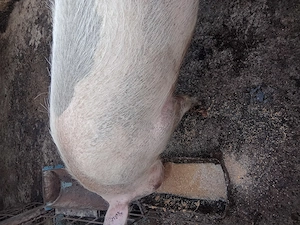 Vind porc ,in greutate de 150kg