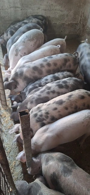 Vând porci- com Brancoveni 