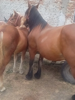 Cai si manzi de vanzare