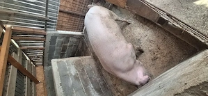 Vând porc - com Brancoveni 