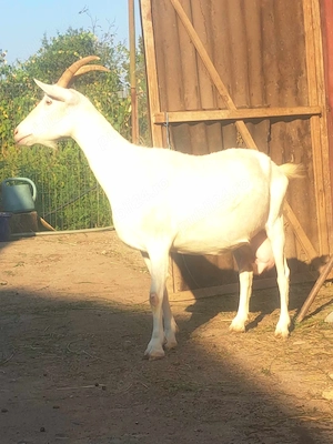 Capra Saanen
