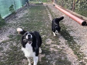 pereche border collie adulti 