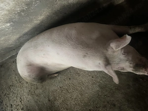 Porci de carne - imagine 3