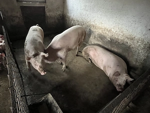 Porci de carne - imagine 2