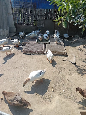 De vânzare boboci rață streckhi 