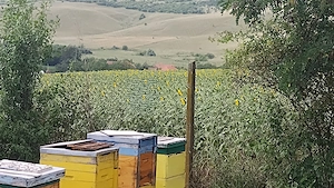 Vand Stupina cu teren 4700 mp in extravilan