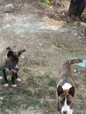 Donez doua cateluse Metis Akita American
