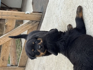 Rotweiler pui de vânzare - imagine 4