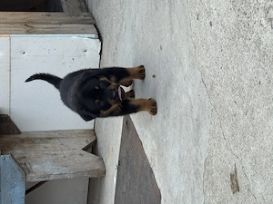 Rotweiler pui de vânzare - imagine 5