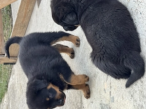 Rotweiler pui de vânzare - imagine 2