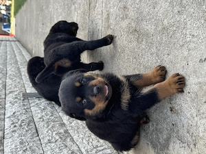 Rotweiler pui  - imagine 5