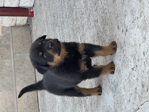 Rotweiler pui de vânzare - imagine 3