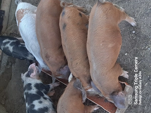 Purceii  de 2 luni disponibili  ultimii 3 o scrofita și 2 vierusi! - imagine 3